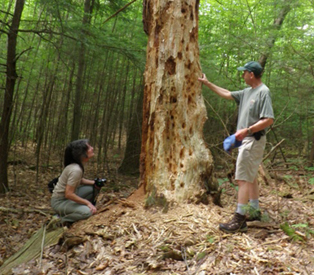 Elliot Bronson Trail (blue/red dot):